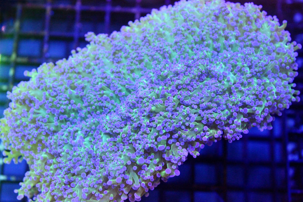 wholesale_coral - saltwater_fish saltwater_coral - rare corals - coralsdepot - Corals_Depot - live_corals - eye - catching - coral quality_marine_fish - quality - marine discoun