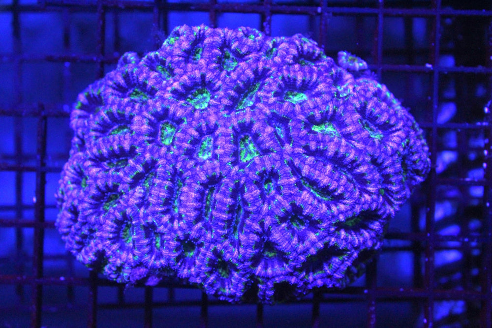 wholesale_coral - saltwater_fish saltwater_coral - rare corals - coralsdepot - Corals_Depot - live_corals - eye - catching - coral quality_marine_fish - quality - marine discoun
