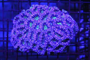 wholesale_coral - saltwater_fish saltwater_coral - rare corals - coralsdepot - Corals_Depot - live_corals - eye - catching - coral quality_marine_fish - quality - marine discoun