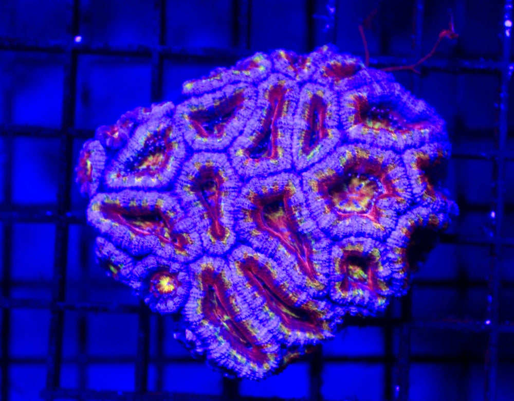 wholesale_coral - saltwater_fish saltwater_coral - rare corals - coralsdepot - Corals_Depot - live_corals - eye - catching - coral quality_marine_fish - quality - marine discoun