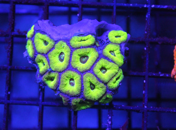 wholesale_coral - saltwater_fish saltwater_coral - rare corals - coralsdepot - Corals_Depot - live_corals - eye - catching - coral quality_marine_fish - quality - marine discoun