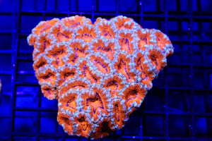 wholesale_coral - saltwater_fish saltwater_coral - rare corals - coralsdepot - Corals_Depot - live_corals - eye - catching - coral quality_marine_fish - quality - marine discoun
