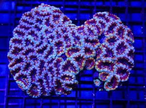wholesale_coral - saltwater_fish saltwater_coral - rare corals - coralsdepot - Corals_Depot - live_corals - eye - catching - coral quality_marine_fish - quality - marine discoun