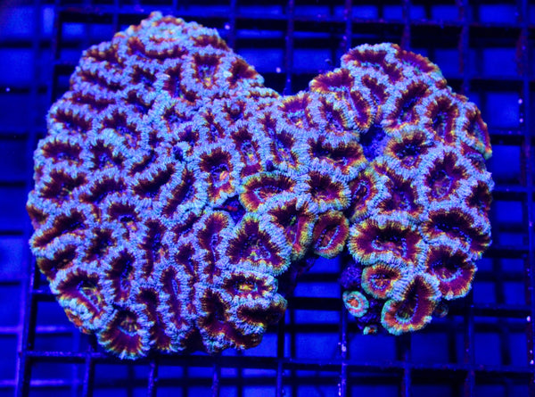 wholesale_coral - saltwater_fish saltwater_coral - rare corals - coralsdepot - Corals_Depot - live_corals - eye - catching - coral quality_marine_fish - quality - marine discoun