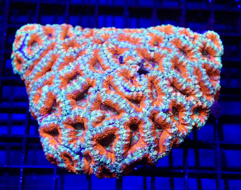 wholesale_coral - saltwater_fish saltwater_coral - rare corals - coralsdepot - Corals_Depot - live_corals - eye - catching - coral quality_marine_fish - quality - marine discoun