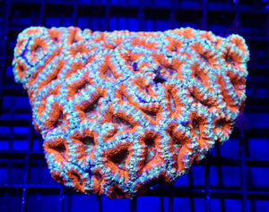 wholesale_coral - saltwater_fish saltwater_coral - rare corals - coralsdepot - Corals_Depot - live_corals - eye - catching - coral quality_marine_fish - quality - marine discoun