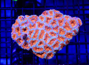 wholesale_coral - saltwater_fish saltwater_coral - rare corals - coralsdepot - Corals_Depot - live_corals - eye - catching - coral quality_marine_fish - quality - marine discoun
