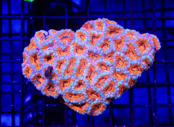 wholesale_coral - saltwater_fish saltwater_coral - rare corals - coralsdepot - Corals_Depot - live_corals - eye - catching - coral quality_marine_fish - quality - marine discoun