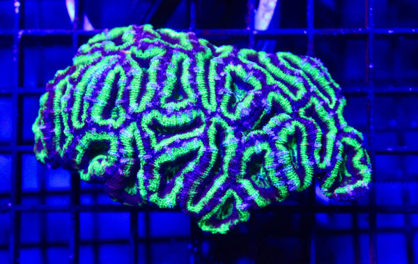 wholesale_coral - saltwater_fish saltwater_coral - rare corals - coralsdepot - Corals_Depot - live_corals - eye - catching - coral quality_marine_fish - quality - marine discoun
