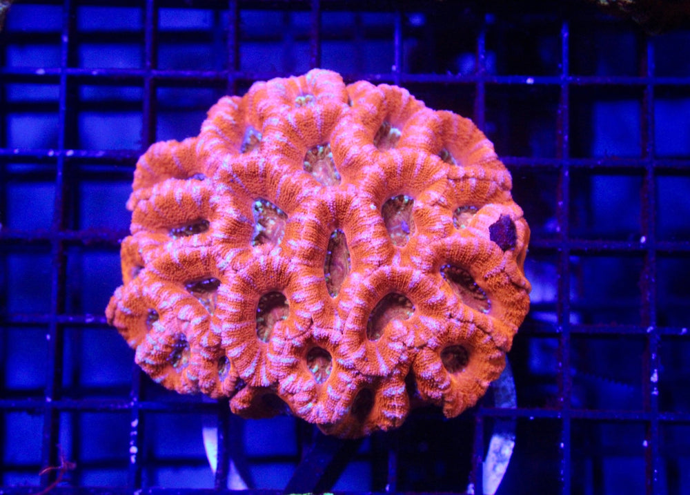 wholesale_coral - saltwater_fish saltwater_coral - rare corals - coralsdepot - Corals_Depot - live_corals - eye - catching - coral quality_marine_fish - quality - marine discoun