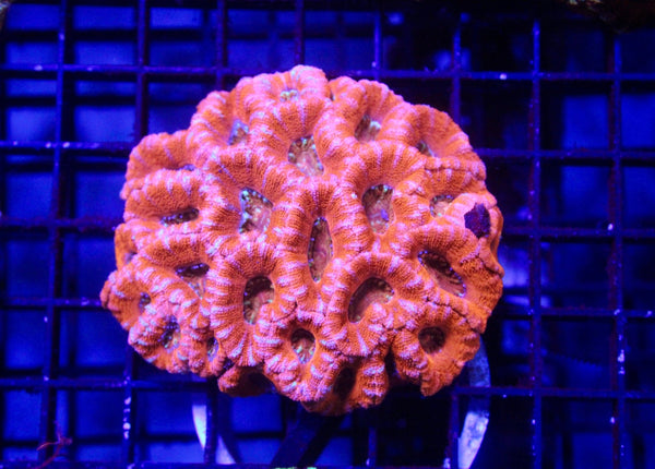 wholesale_coral - saltwater_fish saltwater_coral - rare corals - coralsdepot - Corals_Depot - live_corals - eye - catching - coral quality_marine_fish - quality - marine discoun