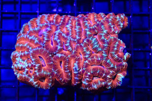 wholesale_coral - saltwater_fish saltwater_coral - rare corals - coralsdepot - Corals_Depot - live_corals - eye - catching - coral quality_marine_fish - quality - marine discoun