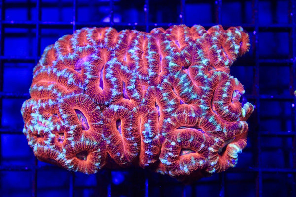 wholesale_coral - saltwater_fish saltwater_coral - rare corals - coralsdepot - Corals_Depot - live_corals - eye - catching - coral quality_marine_fish - quality - marine discoun