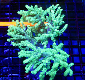 wholesale_coral - saltwater_fish saltwater_coral - rare corals - coralsdepot - Corals_Depot - live_corals - eye - catching - coral quality_marine_fish - quality - marine discoun