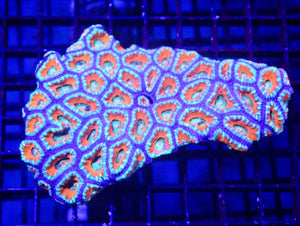 wholesale_coral - saltwater_fish saltwater_coral - rare corals - coralsdepot - Corals_Depot - live_corals - eye - catching - coral quality_marine_fish - quality - marine discoun