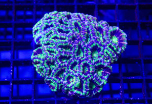 wholesale_coral - saltwater_fish saltwater_coral - rare corals - coralsdepot - Corals_Depot - live_corals - eye - catching - coral quality_marine_fish - quality - marine discoun
