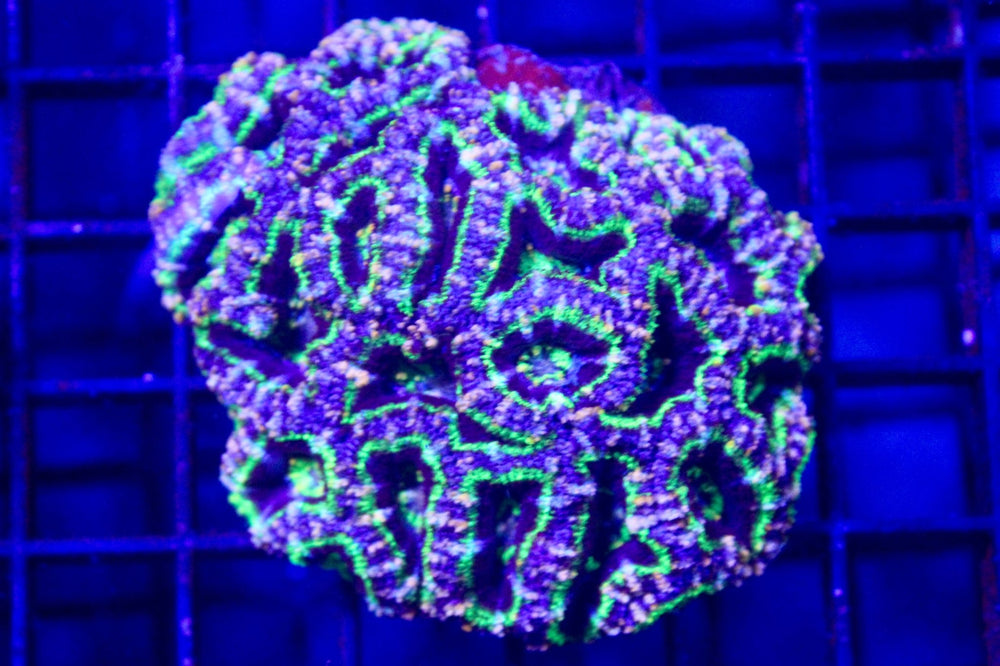 wholesale_coral - saltwater_fish saltwater_coral - rare corals - coralsdepot - Corals_Depot - live_corals - eye - catching - coral quality_marine_fish - quality - marine discoun