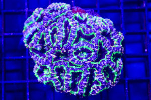 wholesale_coral - saltwater_fish saltwater_coral - rare corals - coralsdepot - Corals_Depot - live_corals - eye - catching - coral quality_marine_fish - quality - marine discoun