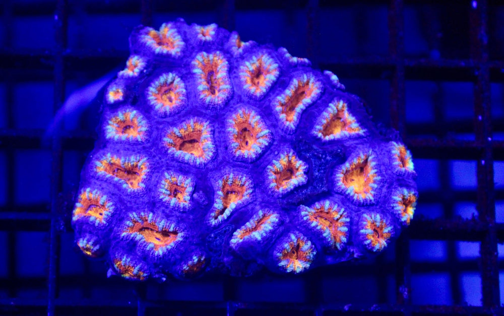 wholesale_coral - saltwater_fish saltwater_coral - rare corals - coralsdepot - Corals_Depot - live_corals - eye - catching - coral quality_marine_fish - quality - marine discoun