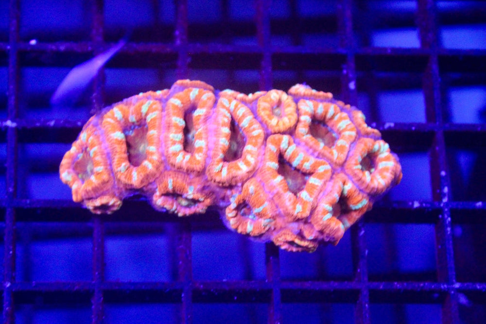 wholesale_coral - saltwater_fish saltwater_coral - rare corals - coralsdepot - Corals_Depot - live_corals - eye - catching - coral quality_marine_fish - quality - marine discoun