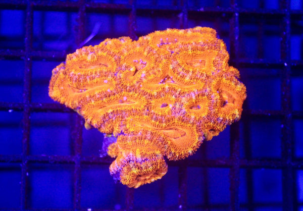wholesale_coral - saltwater_fish saltwater_coral - rare corals - coralsdepot - Corals_Depot - live_corals - eye - catching - coral quality_marine_fish - quality - marine discoun