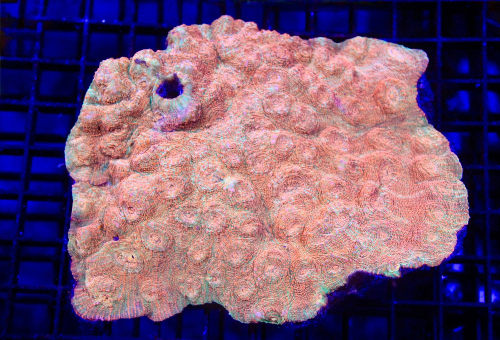 wholesale_coral - saltwater_fish saltwater_coral - rare corals - coralsdepot - Corals_Depot - live_corals - eye - catching - coral quality_marine_fish - quality - marine discoun