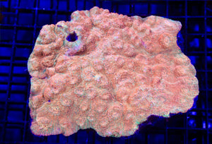 wholesale_coral - saltwater_fish saltwater_coral - rare corals - coralsdepot - Corals_Depot - live_corals - eye - catching - coral quality_marine_fish - quality - marine discoun