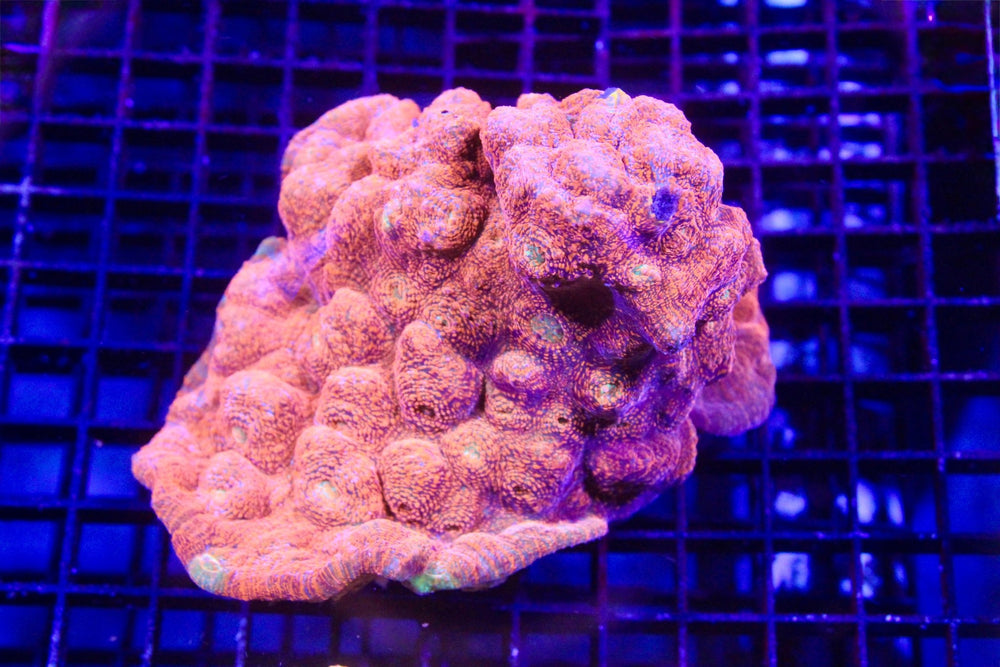 wholesale_coral - saltwater_fish saltwater_coral - rare corals - coralsdepot - Corals_Depot - live_corals - eye - catching - coral quality_marine_fish - quality - marine discoun