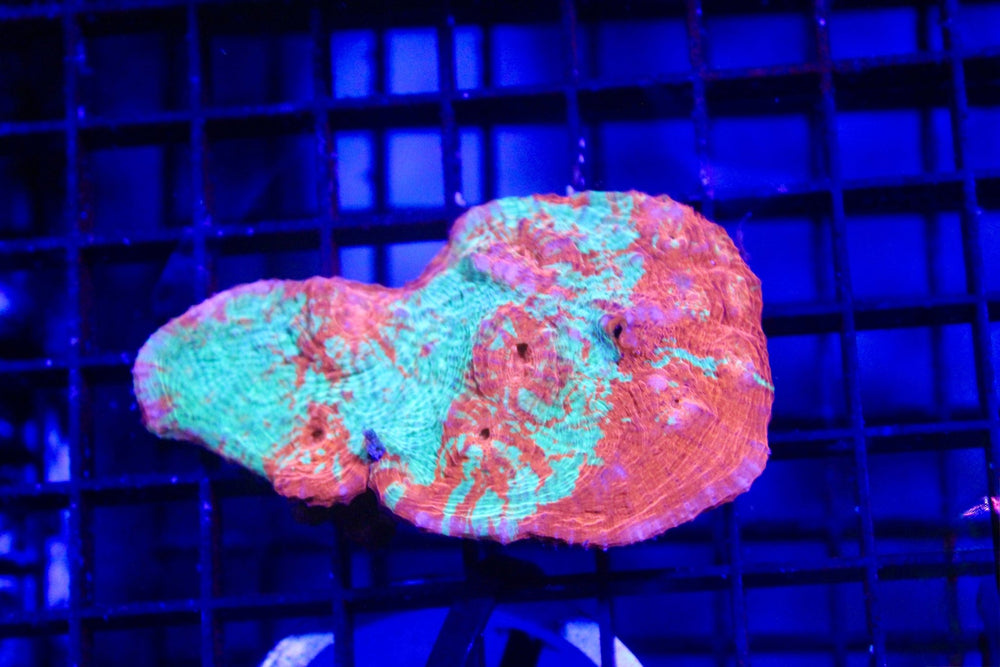 wholesale_coral - saltwater_fish saltwater_coral - rare corals - coralsdepot - Corals_Depot - live_corals - eye - catching - coral quality_marine_fish - quality - marine discoun