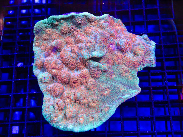 wholesale_coral - saltwater_fish saltwater_coral - rare corals - coralsdepot - Corals_Depot - live_corals - eye - catching - coral quality_marine_fish - quality - marine discoun