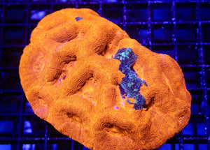 wholesale_coral - saltwater_fish saltwater_coral - rare corals - coralsdepot - Corals_Depot - live_corals - eye - catching - coral quality_marine_fish - quality - marine discoun