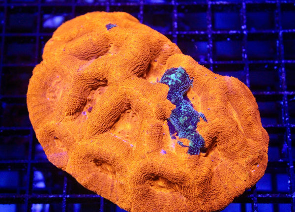 wholesale_coral - saltwater_fish saltwater_coral - rare corals - coralsdepot - Corals_Depot - live_corals - eye - catching - coral quality_marine_fish - quality - marine discoun
