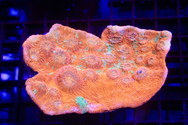 wholesale_coral - saltwater_fish saltwater_coral - rare corals - coralsdepot - Corals_Depot - live_corals - eye - catching - coral quality_marine_fish - quality - marine discoun