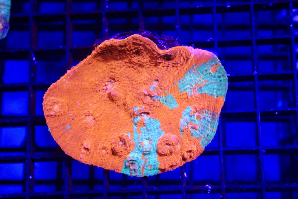 wholesale_coral - saltwater_fish saltwater_coral - rare corals - coralsdepot - Corals_Depot - live_corals - eye - catching - coral quality_marine_fish - quality - marine discoun