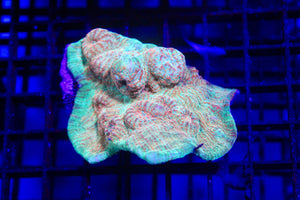 wholesale_coral - saltwater_fish saltwater_coral - rare corals - coralsdepot - Corals_Depot - live_corals - eye - catching - coral quality_marine_fish - quality - marine discoun