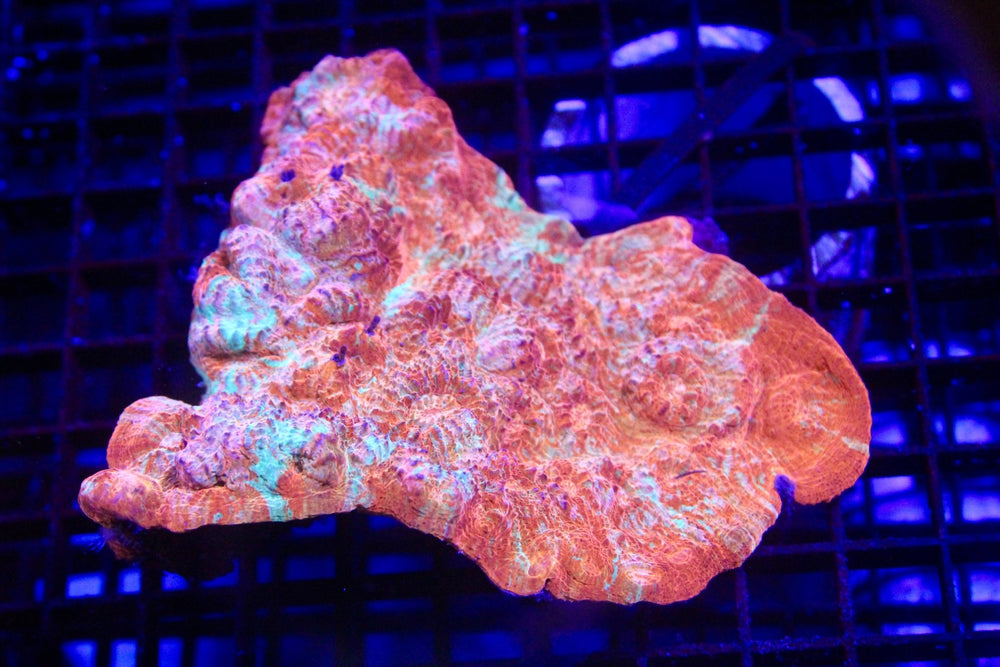 wholesale_coral - saltwater_fish saltwater_coral - rare corals - coralsdepot - Corals_Depot - live_corals - eye - catching - coral quality_marine_fish - quality - marine discoun