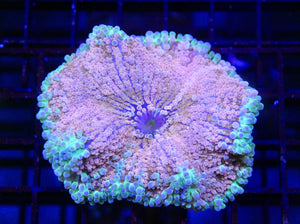 wholesale_coral - saltwater_fish saltwater_coral - rare corals - coralsdepot - Corals_Depot - live_corals - eye - catching - coral quality_marine_fish - quality - marine discoun