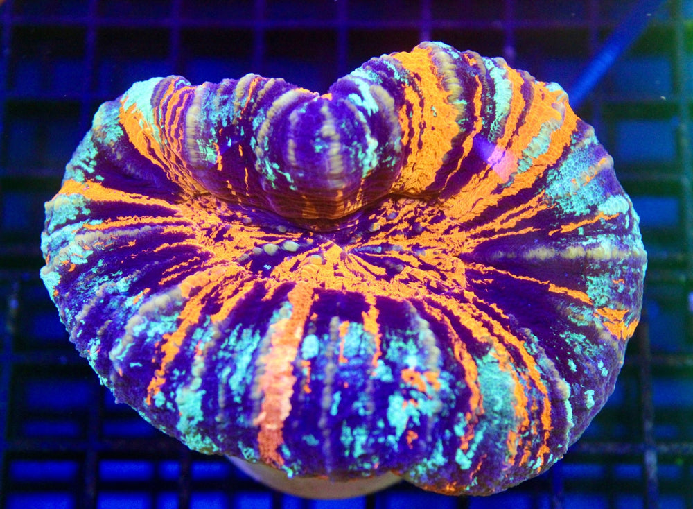 wholesale_coral - saltwater_fish saltwater_coral - rare corals - coralsdepot - Corals_Depot - live_corals - eye - catching - coral quality_marine_fish - quality - marine discoun