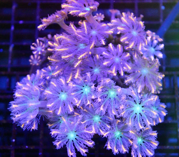 wholesale_coral - saltwater_fish saltwater_coral - rare corals - coralsdepot - Corals_Depot - live_corals - eye - catching - coral quality_marine_fish - quality - marine discoun
