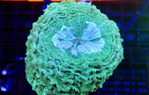 wholesale_coral - saltwater_fish saltwater_coral - rare corals - coralsdepot - Corals_Depot - live_corals - eye - catching - coral quality_marine_fish - quality - marine discoun