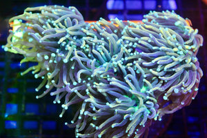 wholesale_coral - saltwater_fish saltwater_coral - rare corals - coralsdepot - Corals_Depot - live_corals - eye - catching - coral quality_marine_fish - quality - marine discoun