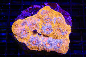 wholesale_coral - saltwater_fish saltwater_coral - rare corals - coralsdepot - Corals_Depot - live_corals - eye - catching - coral quality_marine_fish - quality - marine discoun