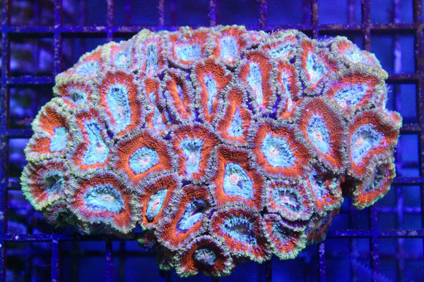 wholesale_coral - saltwater_fish saltwater_coral - rare corals - coralsdepot - Corals_Depot - live_corals - eye - catching - coral quality_marine_fish - quality - marine discoun