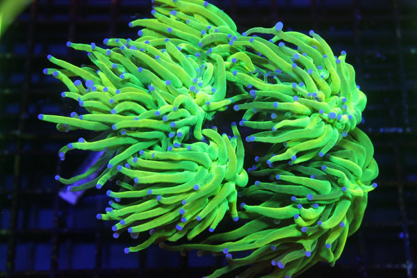 wholesale_coral - saltwater_fish saltwater_coral - rare corals - coralsdepot - Corals_Depot - live_corals - eye - catching - coral quality_marine_fish - quality - marine discoun