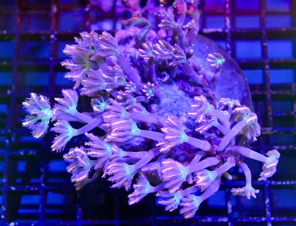 wholesale_coral - saltwater_fish saltwater_coral - rare corals - coralsdepot - Corals_Depot - live_corals - eye - catching - coral quality_marine_fish - quality - marine discoun