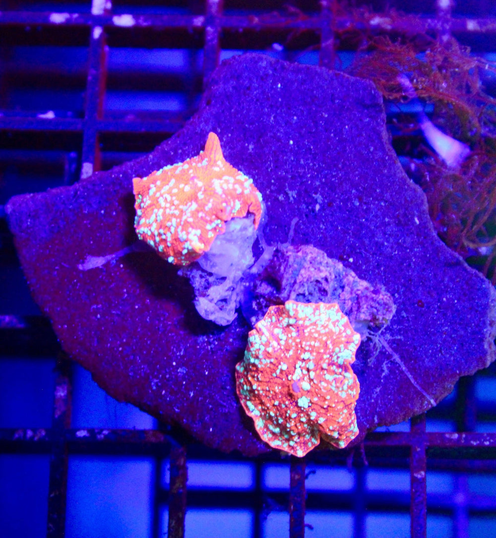 wholesale_coral - saltwater_fish saltwater_coral - rare corals - coralsdepot - Corals_Depot - live_corals - eye - catching - coral quality_marine_fish - quality - marine discoun