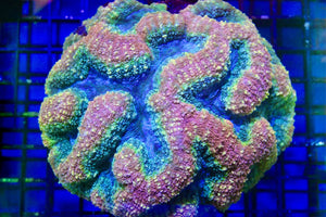 wholesale_coral - saltwater_fish saltwater_coral - rare corals - coralsdepot - Corals_Depot - live_corals - eye - catching - coral quality_marine_fish - quality - marine discoun