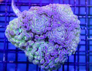 wholesale_coral - saltwater_fish saltwater_coral - rare corals - coralsdepot - Corals_Depot - live_corals - eye - catching - coral quality_marine_fish - quality - marine discoun