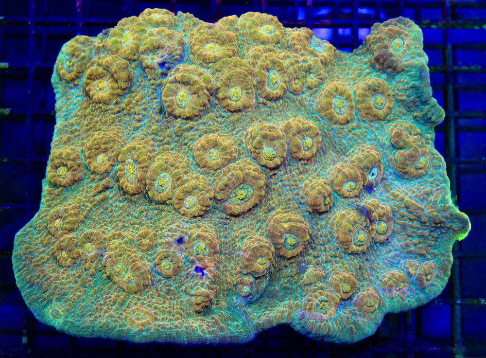 wholesale_coral - saltwater_fish saltwater_coral - rare corals - coralsdepot - Corals_Depot - live_corals - eye - catching - coral quality_marine_fish - quality - marine discoun