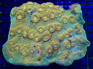wholesale_coral - saltwater_fish saltwater_coral - rare corals - coralsdepot - Corals_Depot - live_corals - eye - catching - coral quality_marine_fish - quality - marine discoun